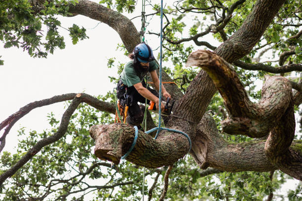 Best Tree Planting  in USA